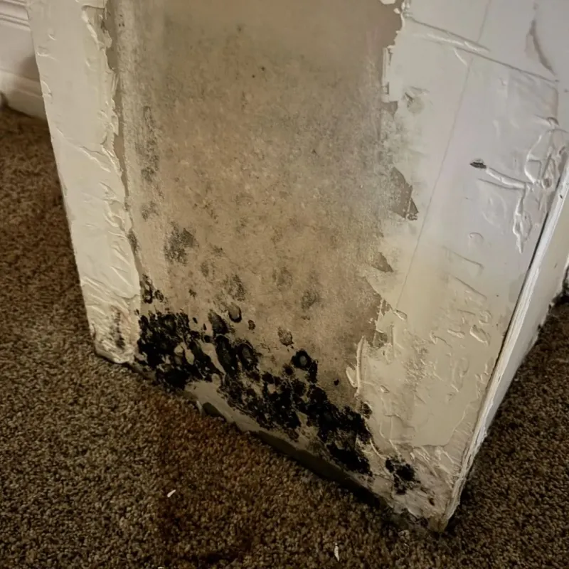 Professional Mold Removal in King, WI